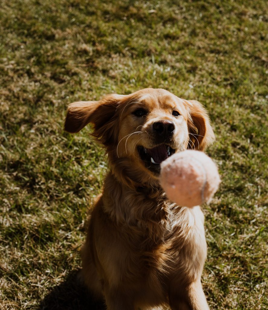 Picture of dog with its mouth open catching a ball.